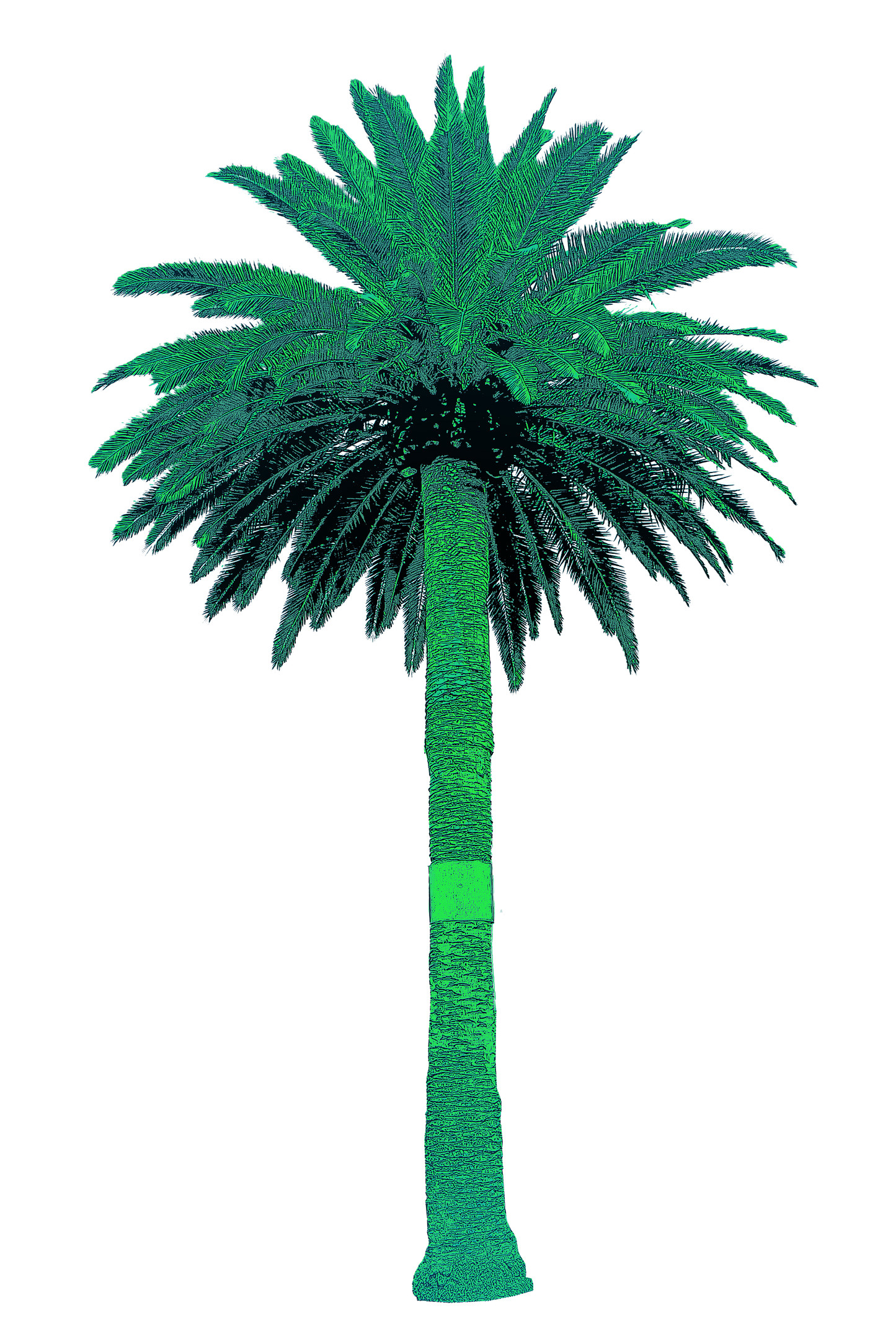 Women's Premium Crewneck T-shirt - Big Palm
