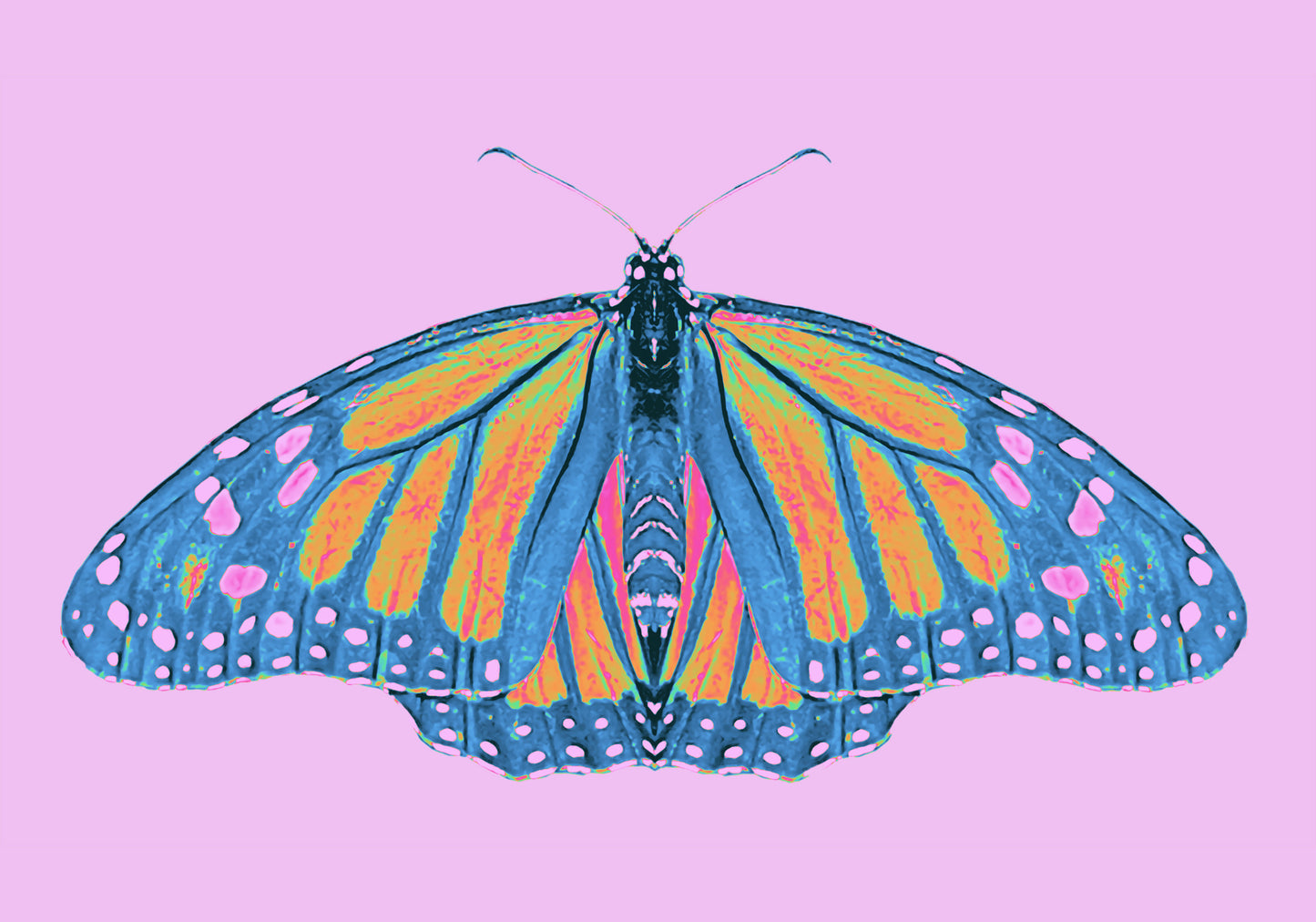 Fitted Baseball Cap - Cut & Sewn Pink Monarch Butterfly Patch